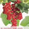 Ribes R. 'Rovada' -Goedkope Tuin Prachtig Winkel ribes r rovada 397x567 620799bcb56f7 l