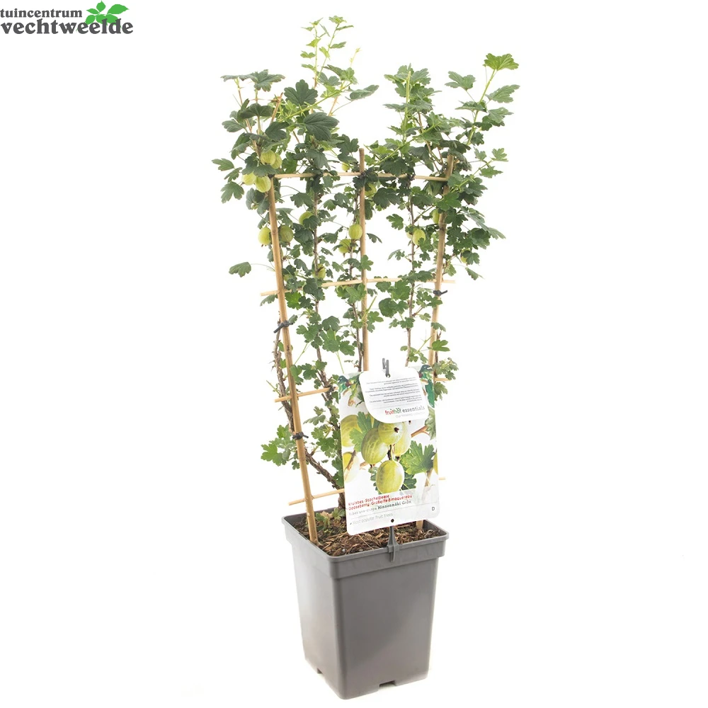 Ribes Uva Cr. Hinnonm Gron Lei Vp5 4 Ribes Uva Cr. Hinnonm Gron Lei Vp5 - Afbeelding 2