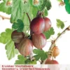Ribes Uva Cr. Hinnonm Rod Lei Vp5 -Goedkope Tuin Prachtig Winkel ribes uva cr hinnonm rod lei vp5 396x573 6206d917c84c6 l