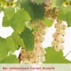 Ribes 'Witte Bes' -Goedkope Tuin Prachtig Winkel ribes witte bes 408x565 64564302c5207 l