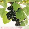 Ribes 'Zwarte Bes' -Goedkope Tuin Prachtig Winkel ribes zwarte bes 408x567 6456430394d64 l