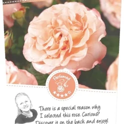 Rosa 'Augusta Luise'®