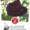 Rosa 'Black Baccara'® 1 Rosa 'Black Baccara'® -Goedkope Tuin Prachtig Winkel rosa black baccara 341x750 62b5d317dabeb l