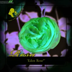 Rosa Eden Rose C3RP