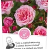 Rosa Eeuwige Passie C3RP -Goedkope Tuin Prachtig Winkel rosa eeuwige passie c3rp 500x1100 6207b3c328cd8 l