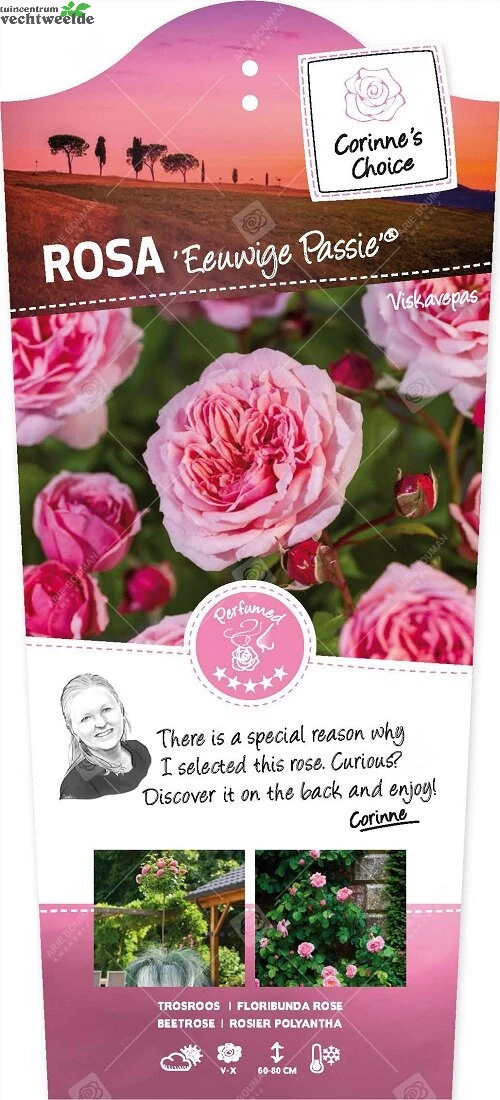 Rosa Eeuwige Passie C3RP 3 Rosa Eeuwige Passie C3RP