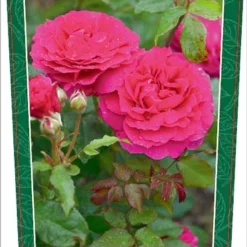 Rosa 'Gabriël Oak'®
