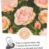 Rosa 'Garden Of Roses'®pot 24, Stam 60 -Goedkope Tuin Prachtig Winkel rosa garden of roses pot 24 stam 60 500x1100 62078af3bbadf l