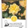 Rosa Golden Parfum Stok100 C3RP 2 Rosa Golden Parfum Stok100 C3RP -Goedkope Tuin Prachtig Winkel rosa golden parfum stok100 c3rp 500x1038 62071b1fb8d39 l