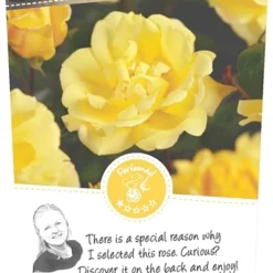 Rosa 'Golden Showers'®