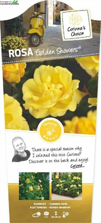 Rosa Golden Showers 4stok VP5L 3 Rosa Golden Showers 4stok VP5L