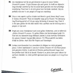 Rosa Golden Showers 4stok VP5L 5 Rosa Golden Showers 4stok VP5L -Goedkope Tuin Prachtig Winkel rosa golden showers 4stok vp5l 341x750 62b5b710014ef l