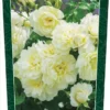 Rosa 'Imogen' (TM) -Goedkope Tuin Prachtig Winkel rosa imogen tm 346x750 62b5d3288306a l