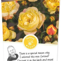 Rosa 'Lampion'®pot 24, Stam 60