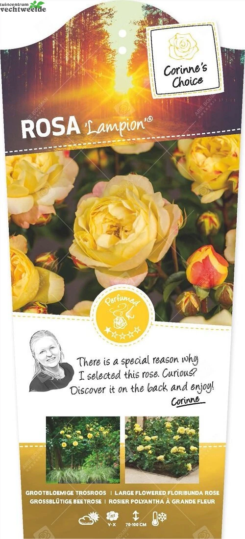 Rosa 'Lampion'®pot 24, Stam 60 3 Rosa 'Lampion'®pot 24, Stam 60