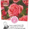 Rosa 'Line Renaud'® -Goedkope Tuin Prachtig Winkel rosa line renaud 341x750 62b5d32f721fb l