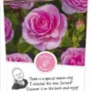 Rosa 'Odelia'(TM) Renaissance® -Goedkope Tuin Prachtig Winkel rosa odelia tm renaissance 347x750 62b5b709d892b l