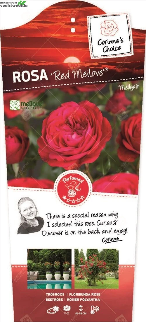 Rosa 'Red Meilove'®pot 24, Stam 90cm 3 Rosa 'Red Meilove'®pot 24, Stam 90cm
