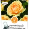 Rosa 'Sophia'(TM) Renaissance® -Goedkope Tuin Prachtig Winkel rosa sophia tm renaissance 341x750 62b5b70ddad7a l