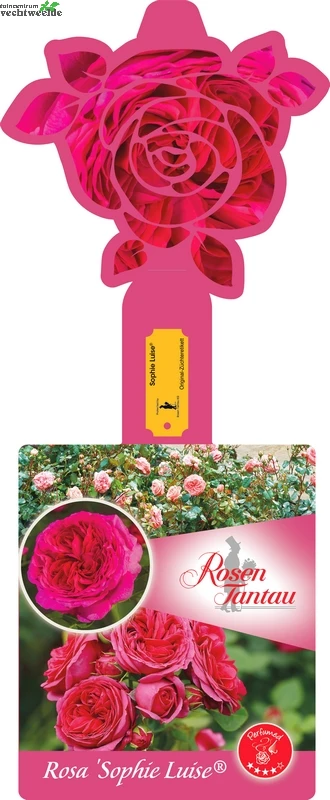 Rosa 'Sophie Luise'® 3 Rosa 'Sophie Luise'®