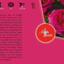 Rosa 'Sophie Luise'® 5 Rosa 'Sophie Luise'® -Goedkope Tuin Prachtig Winkel rosa sophie luise 800x528 640b1dbbebc84 l