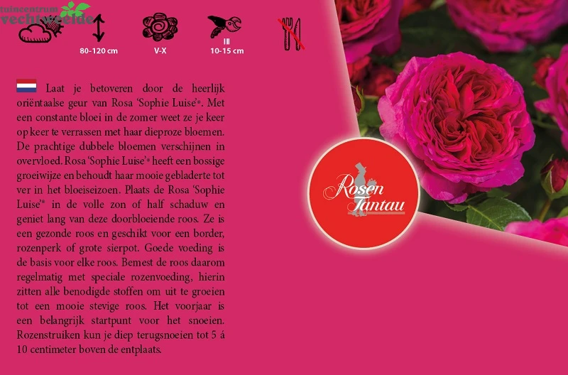 Rosa 'Sophie Luise'® 4 Rosa 'Sophie Luise'® - Afbeelding 2