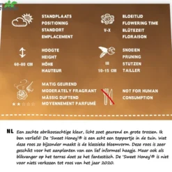 Rosa 'Sweet Honey'® -Goedkope Tuin Prachtig Winkel rosa sweet honey 800x640 640b1dc076648 l