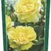 Rosa 'The Poet's Wife'® -Goedkope Tuin Prachtig Winkel rosa the poet s wife 370x800 640b1daf28130 l
