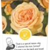 Rosa Valencia C3RP -Goedkope Tuin Prachtig Winkel rosa valencia c3rp 500x1100 6207331d75c43 l