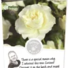 Rosa 'White Meilove'®pot 24, Stam 60 -Goedkope Tuin Prachtig Winkel rosa white meilove pot 24 stam 60 500x1100 62077242d861d l