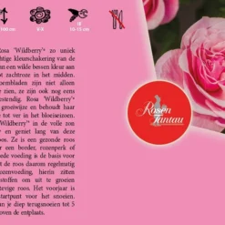 Rosa 'Wildberry'® -Goedkope Tuin Prachtig Winkel rosa wildberry 800x541 640b1db73a93b l