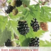Rubus Fru. 'Thornless Evergreen' -Goedkope Tuin Prachtig Winkel rubus fru thornless evergreen 396x572 6206de99b1679 l