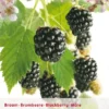 Rubus Fru. 'Triple Crown' -Goedkope Tuin Prachtig Winkel rubus fru triple crown 406x567 6414823945351 l
