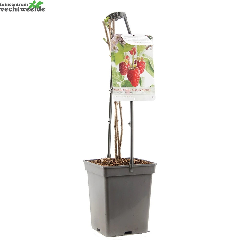 Rubus Id Tulameen Vp5 4 Rubus Id Tulameen Vp5 - Afbeelding 2