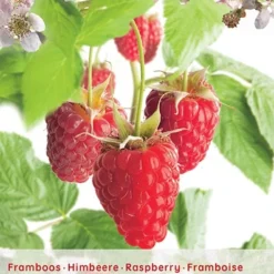 Rubus Id Tulameen Vp5