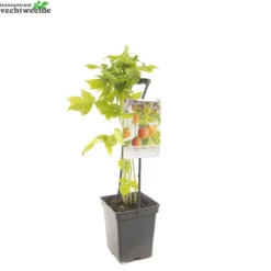 Rubus Idaeus 'Fallgold' -Goedkope Tuin Prachtig Winkel rubus idaeus fallgold 1500x1500 62094c40e553b l