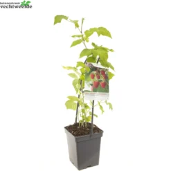 Rubus Idaeus 'Malling Promise' -Goedkope Tuin Prachtig Winkel rubus idaeus malling promise 1500x1500 6209371142db2 l
