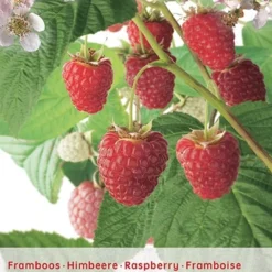 Rubus Idaeus 'Malling Promise'