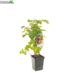 Rubus Ideaus Quatro- Framboos -Goedkope Tuin Prachtig Winkel rubus ideaus quatro framboos 1500x1500 6209453815d8e l