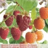 Rubus Ideaus Quatro- Framboos 2 Rubus Ideaus Quatro- Framboos -Goedkope Tuin Prachtig Winkel rubus ideaus quatro framboos 396x570 620759b2dc5a1 l