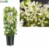 Trachelospermum Jasminoides -Goedkope Tuin Prachtig Winkel trachelospermum jasminoides 856x800 640f3c12205c9 l