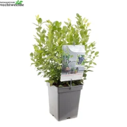 Vaccinium Cor. 'Alvar' -Goedkope Tuin Prachtig Winkel vaccinium cor alvar 1429x1429 62093b68acab9 l