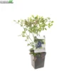 Vaccinium Cor. 'Bluecrop' -Goedkope Tuin Prachtig Winkel vaccinium cor bluecrop 1500x1500 6206e16e657c8 l