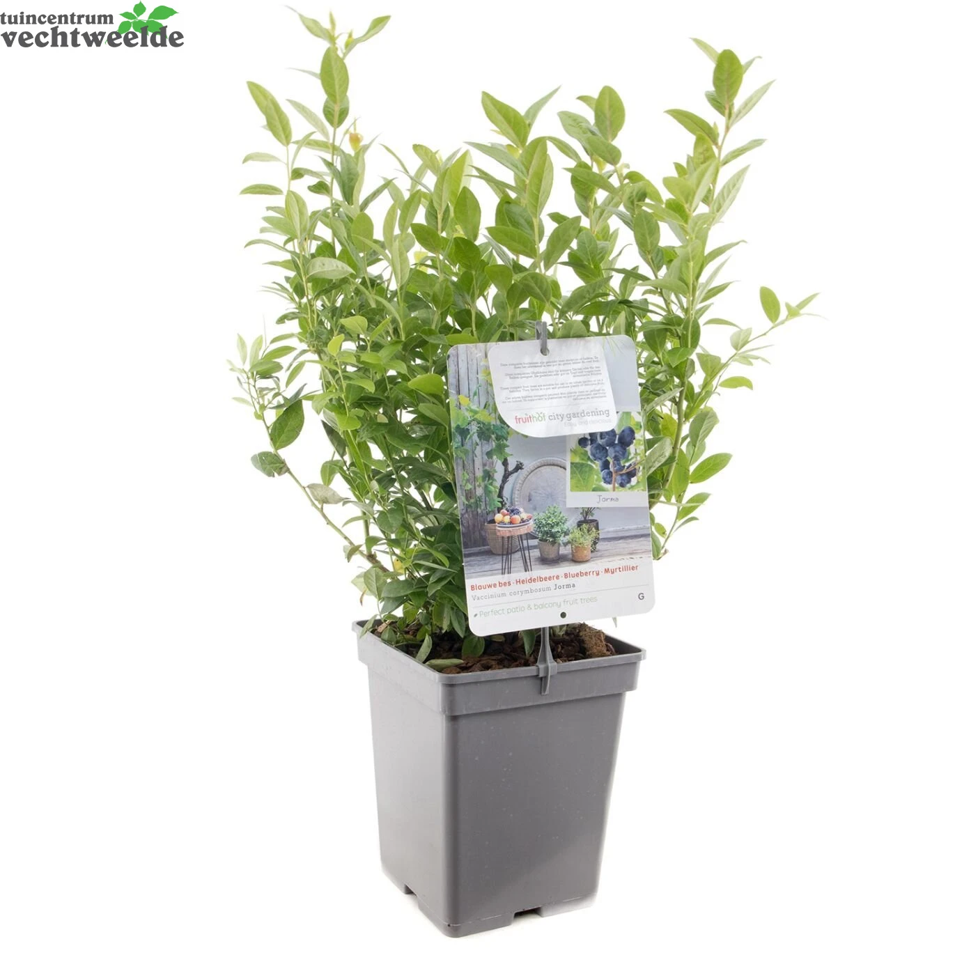 Vaccinium Cor. 'Jorma' 5 Vaccinium Cor. 'Jorma' - Afbeelding 3