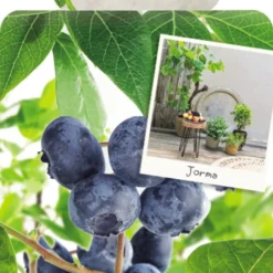 Vaccinium Cor. 'Jorma'