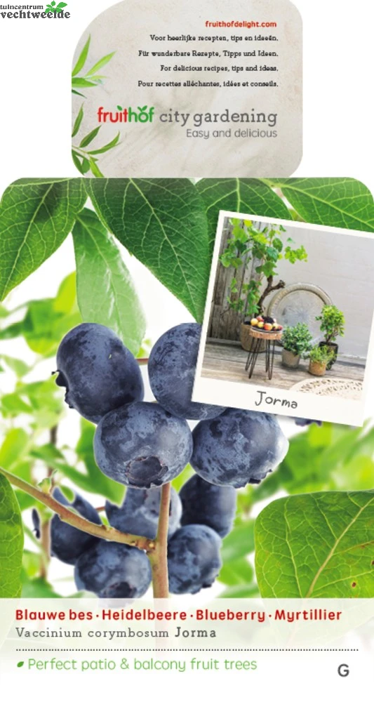 Vaccinium Cor. 'Jorma' 3 Vaccinium Cor. 'Jorma'