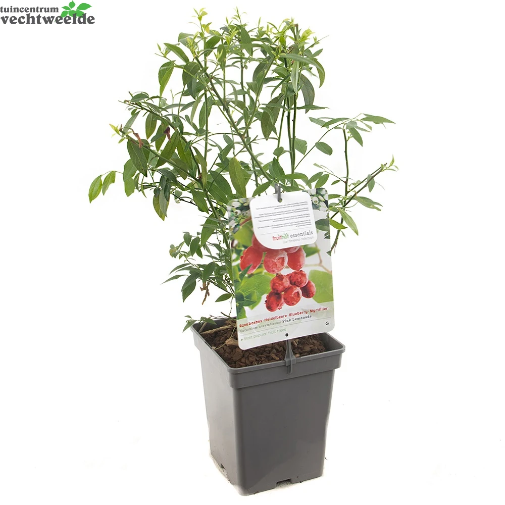 Vaccinium Cor. 'Pink Lemonade' 4 Vaccinium Cor. 'Pink Lemonade' - Afbeelding 2