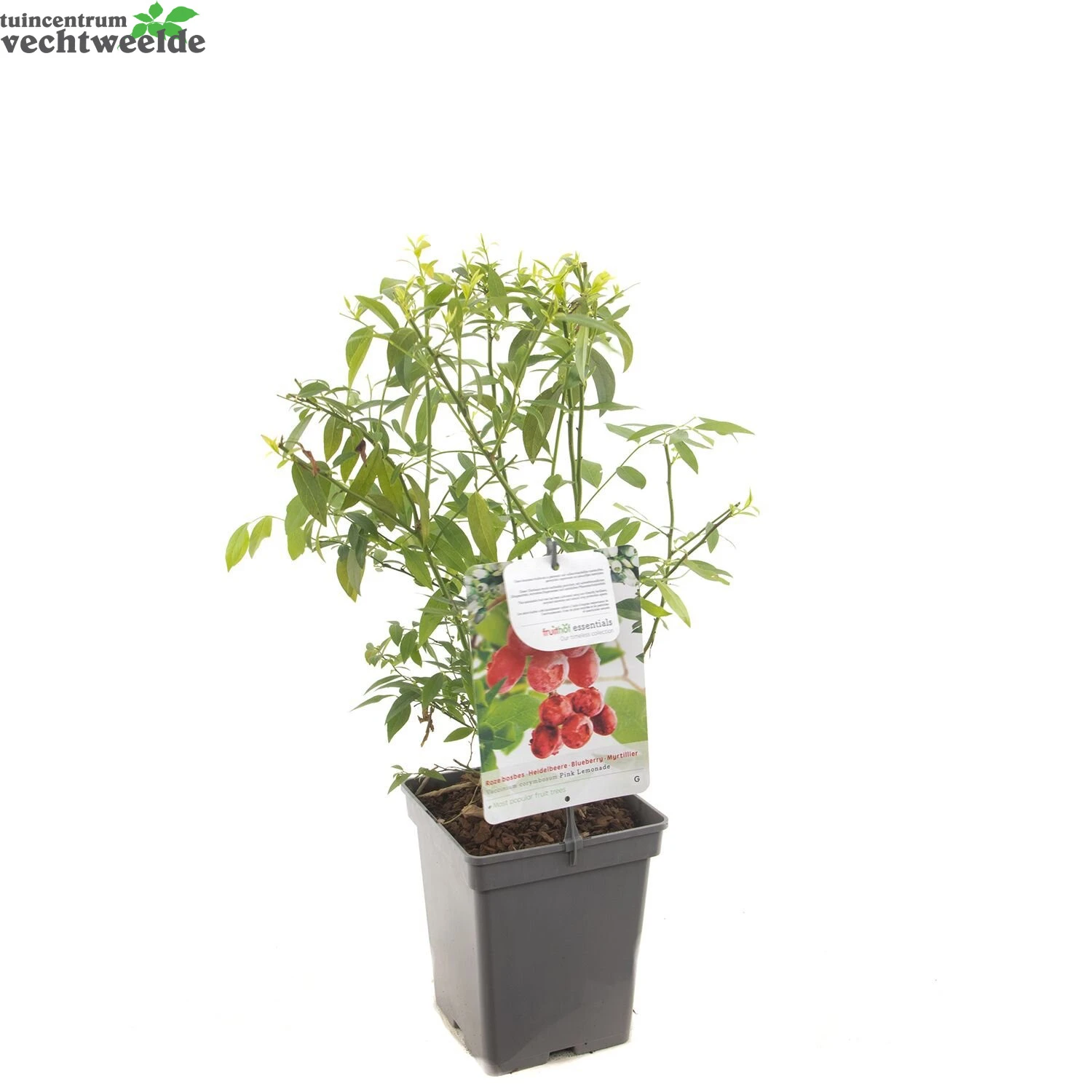 Vaccinium Cor. 'Pink Lemonade' 5 Vaccinium Cor. 'Pink Lemonade' - Afbeelding 3