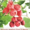 Vaccinium Cor. 'Pink Lemonade' 1 Vaccinium Cor. 'Pink Lemonade' -Goedkope Tuin Prachtig Winkel vaccinium cor pink lemonade 396x570 6207a2ef63eff l