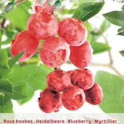 Vaccinium Cor. 'Pink Lemonade'